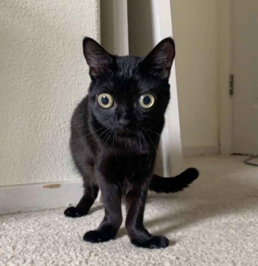 En los Estados Unidos, un gato negro fue elegido alcalde del Infierno