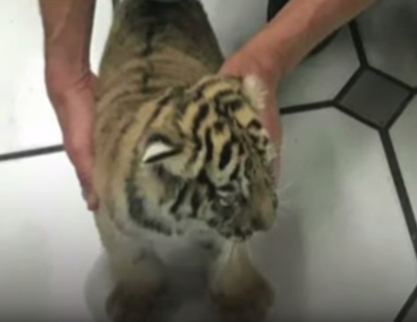 En México, un cachorro de tigre fue inyectado con sedantes y enviado por correo en una caja de plástico