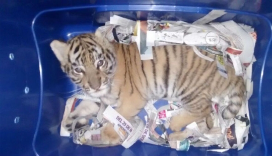 En México, un cachorro de tigre fue inyectado con sedantes y enviado por correo en una caja de plástico