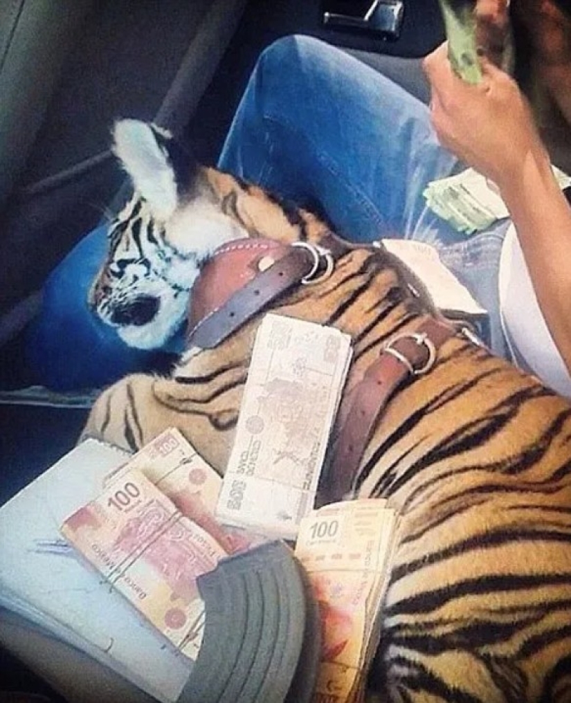 En México, un mono armado murió en un tiroteo entre cárteles de la droga En México, un mono armado murió en un tiroteo entre cárteles de la droga