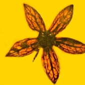 En Myanmar, se encontraron flores de una especie desconocida, que tienen 100 millones de años, en el ámbar