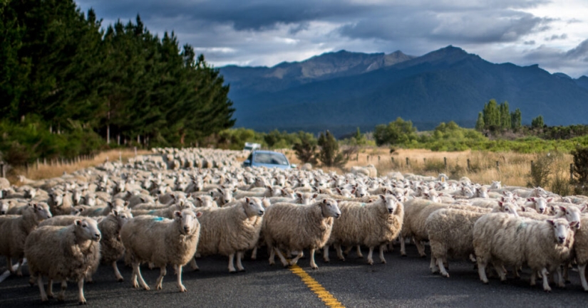 En Nueva Zelanda, quieren gravar los eructos