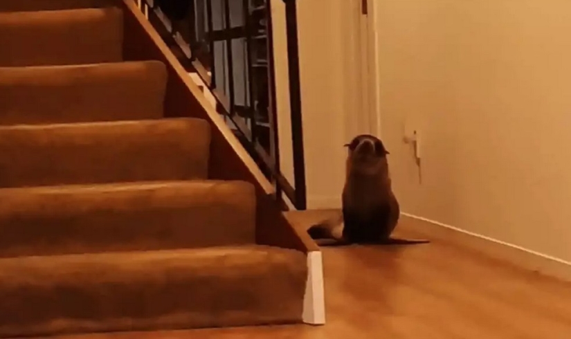 En Nueva Zelanda, una foca entró en la casa y tomó el lugar de un gato