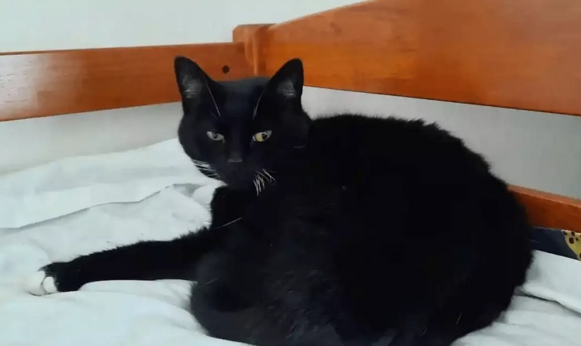 En Nueva Zelanda, una foca entró en la casa y tomó el lugar de un gato