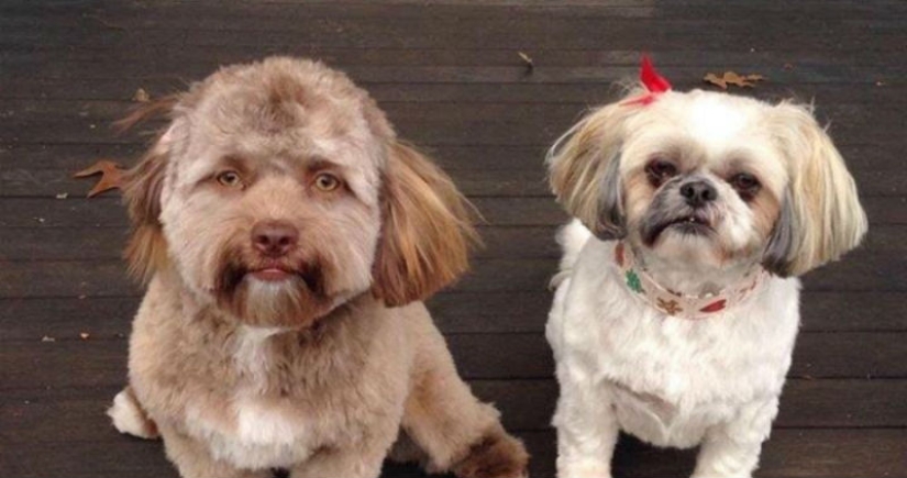 En Reddit se encontró un perro con rostro humano, que incluso sabe guiñar un ojo con astucia