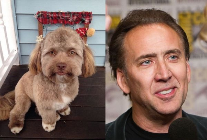 En Reddit se encontró un perro con rostro humano, que incluso sabe guiñar un ojo con astucia