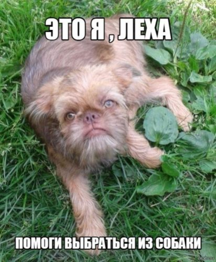En Reddit se encontró un perro con rostro humano, que incluso sabe guiñar un ojo con astucia