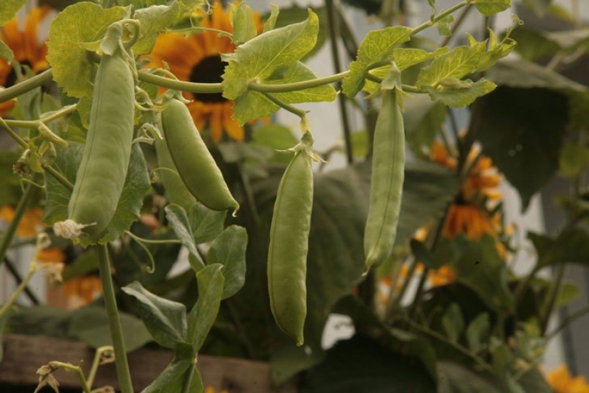 En solo 60 días, este tipo ha cultivado un jardín fresco frente a la casa