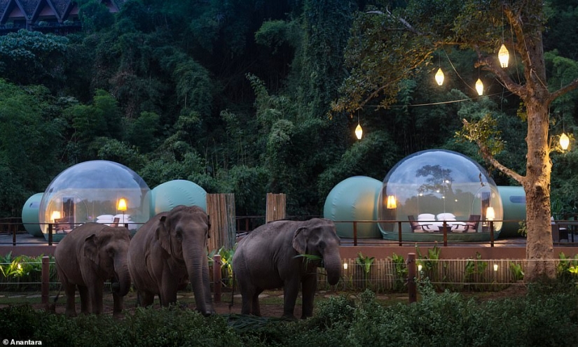 En Tailandia, el hotel ofrece alojarse en habitaciones de burbujas transparentes