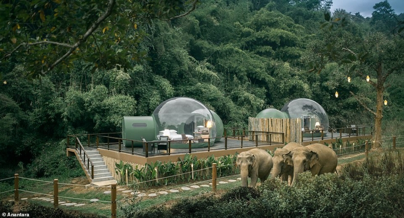 En Tailandia, el hotel ofrece alojarse en habitaciones de burbujas transparentes