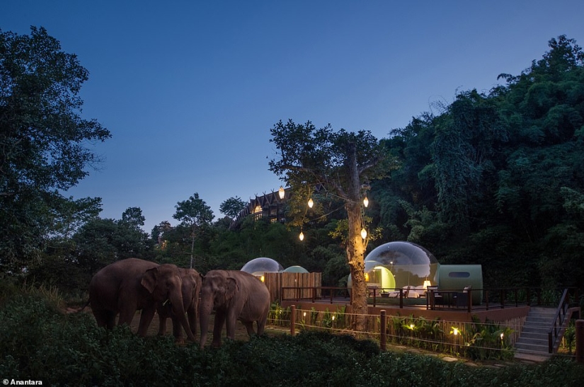 En Tailandia, el hotel ofrece alojarse en habitaciones de burbujas transparentes