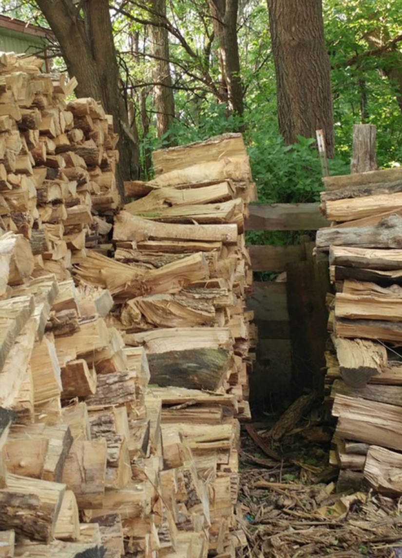 Encuentra un gato: astuto bigotudo a rayas, que no se puede encontrar en la foto Encuentra un gato: astuto bigotudo a rayas, que no se puede encontrar en la foto