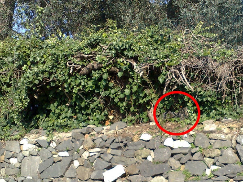 Encuentra un gato: astuto bigotudo a rayas, que no se puede encontrar en la foto Encuentra un gato: astuto bigotudo a rayas, que no se puede encontrar en la foto