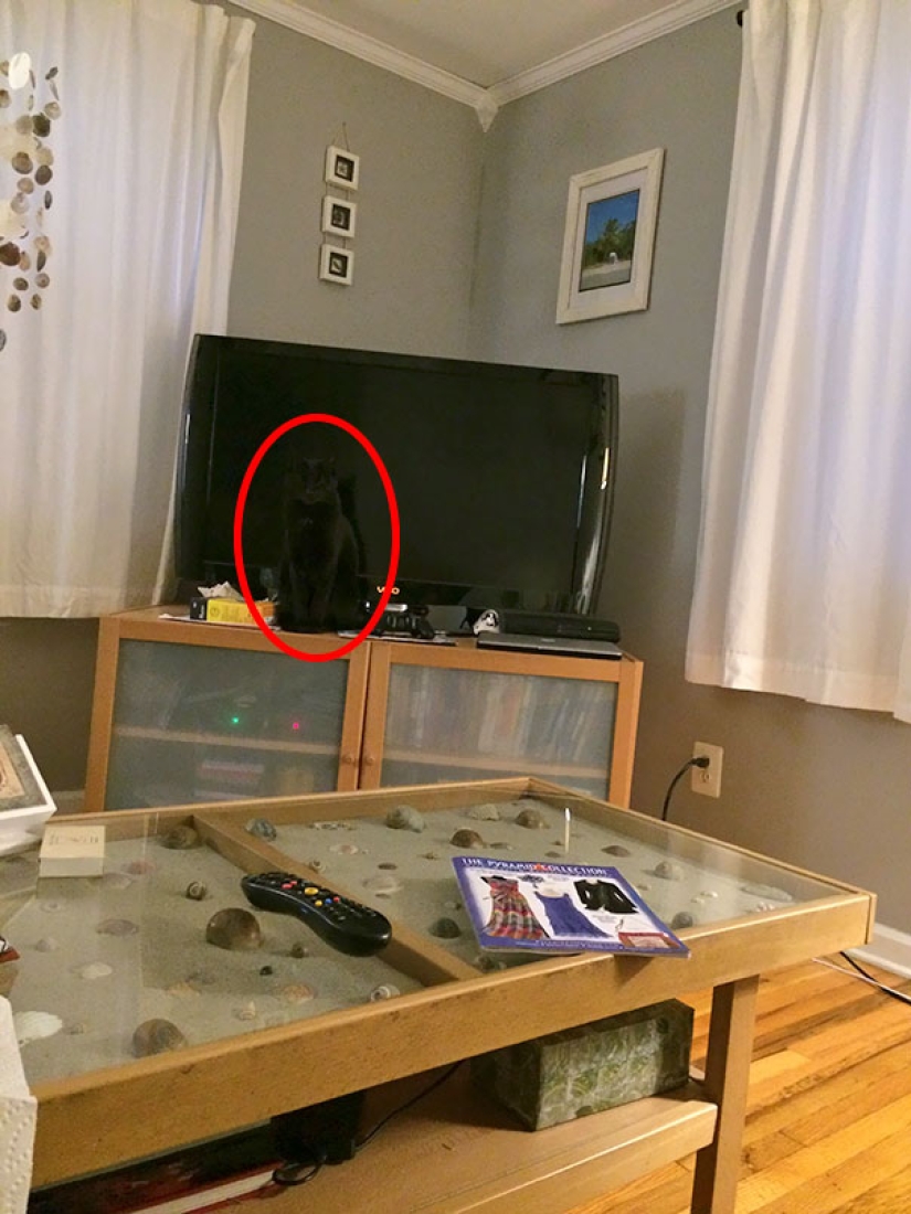 Encuentra un gato: astuto bigotudo a rayas, que no se puede encontrar en la foto Encuentra un gato: astuto bigotudo a rayas, que no se puede encontrar en la foto