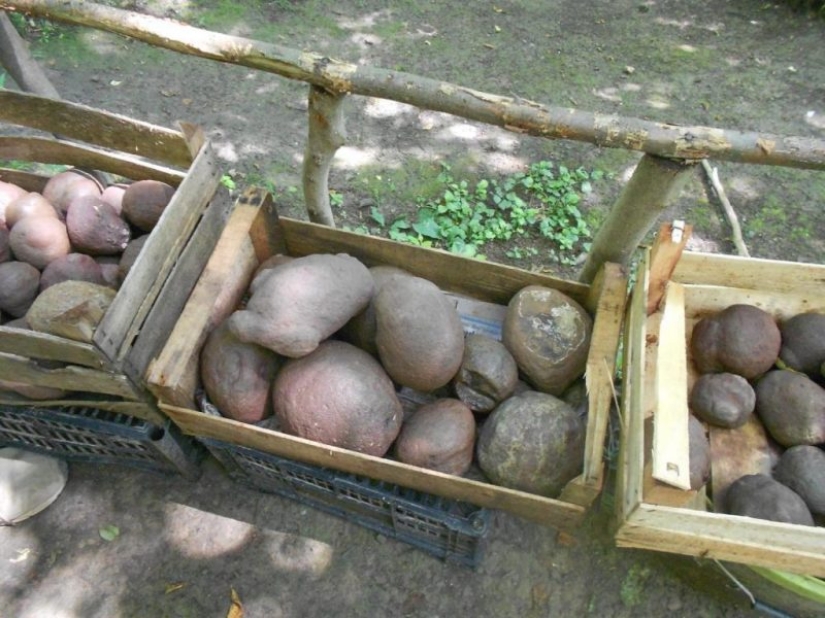 Enorme bola de piedra en medio del bosque