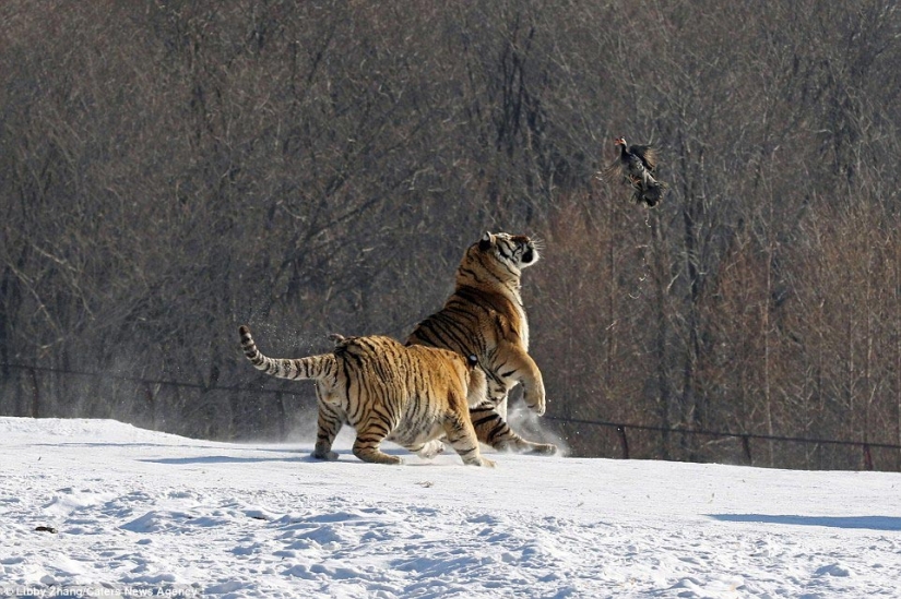 Epic fall of a tiger as a result of an unsuccessful attempt to catch a bird