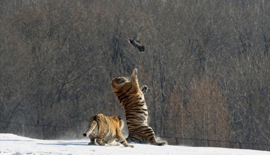 Epic fall of a tiger as a result of an unsuccessful attempt to catch a bird