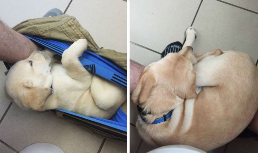 "Es hora de comprar pantalones más grandes": un cachorro de labrador no puede dejar a su dueño ni siquiera en el baño