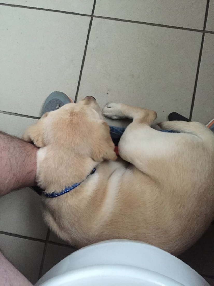 "Es hora de comprar pantalones más grandes": un cachorro de labrador no puede dejar a su dueño ni siquiera en el baño