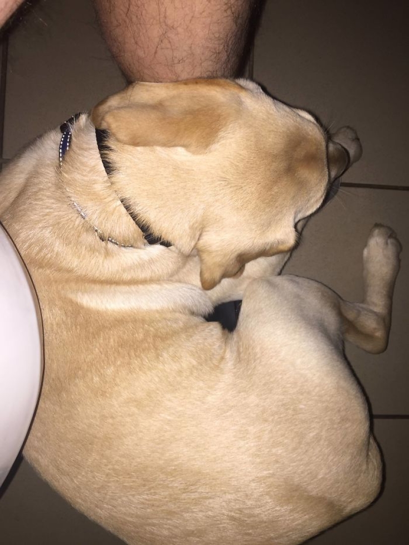 "Es hora de comprar pantalones más grandes": un cachorro de labrador no puede dejar a su dueño ni siquiera en el baño