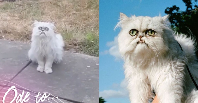 "Es un animal de peluche o un gato vivo?": este hocico bien puede convertirse en un nuevo meme sobre la desesperación