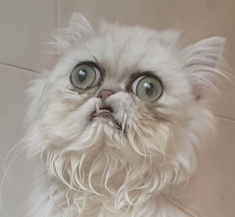 "Es un animal de peluche o un gato vivo?": este hocico bien puede convertirse en un nuevo meme sobre la desesperación
