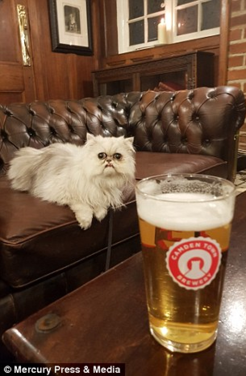 "Es un animal de peluche o un gato vivo?": este hocico bien puede convertirse en un nuevo meme sobre la desesperación