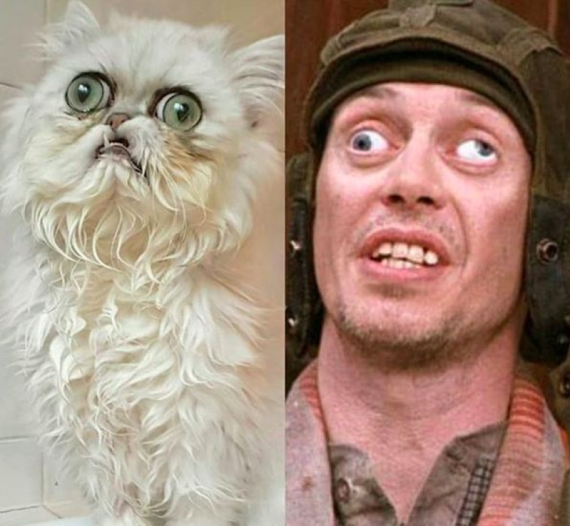 "Es un animal de peluche o un gato vivo?": este hocico bien puede convertirse en un nuevo meme sobre la desesperación