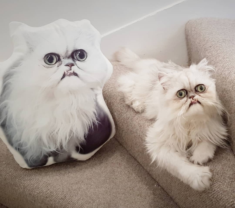 "Es un animal de peluche o un gato vivo?": este hocico bien puede convertirse en un nuevo meme sobre la desesperación