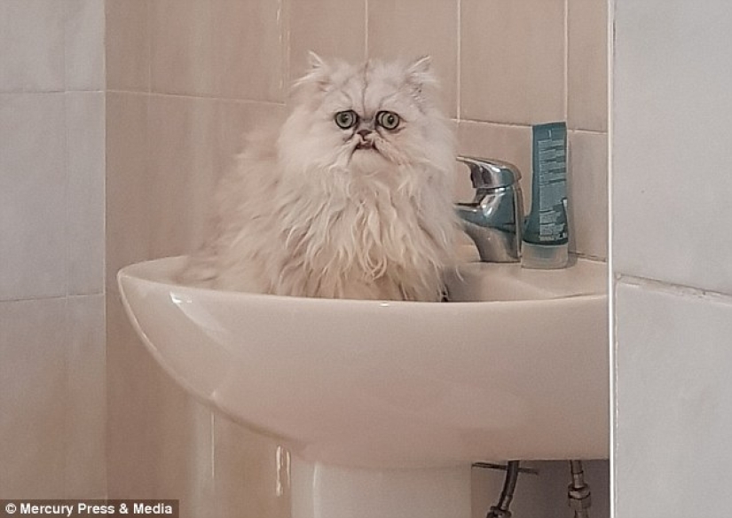"Es un animal de peluche o un gato vivo?": este hocico bien puede convertirse en un nuevo meme sobre la desesperación