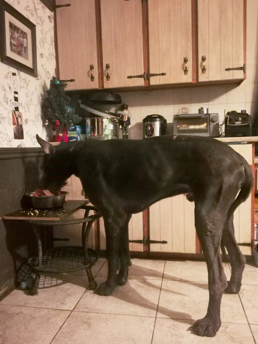 Es un perro o un caballo? El Gran Trueno Danés mide más de 2 metros de altura y pesa 95 kilos Es un perro o un caballo? El Gran Trueno Danés mide más de 2 metros de altura y pesa 95 kilos