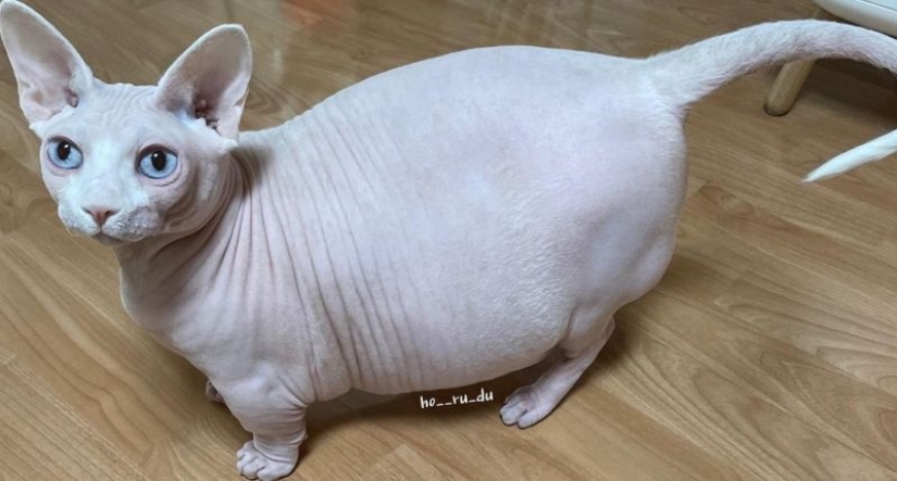 Esfinge gorda Zhadu se ha convertido en un favorito de los usuarios de las redes sociales