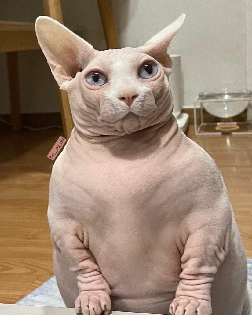 Esfinge gorda Zhadu se ha convertido en un favorito de los usuarios de las redes sociales