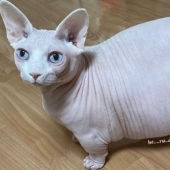 Esfinge gorda Zhadu se ha convertido en un favorito de los usuarios de las redes sociales