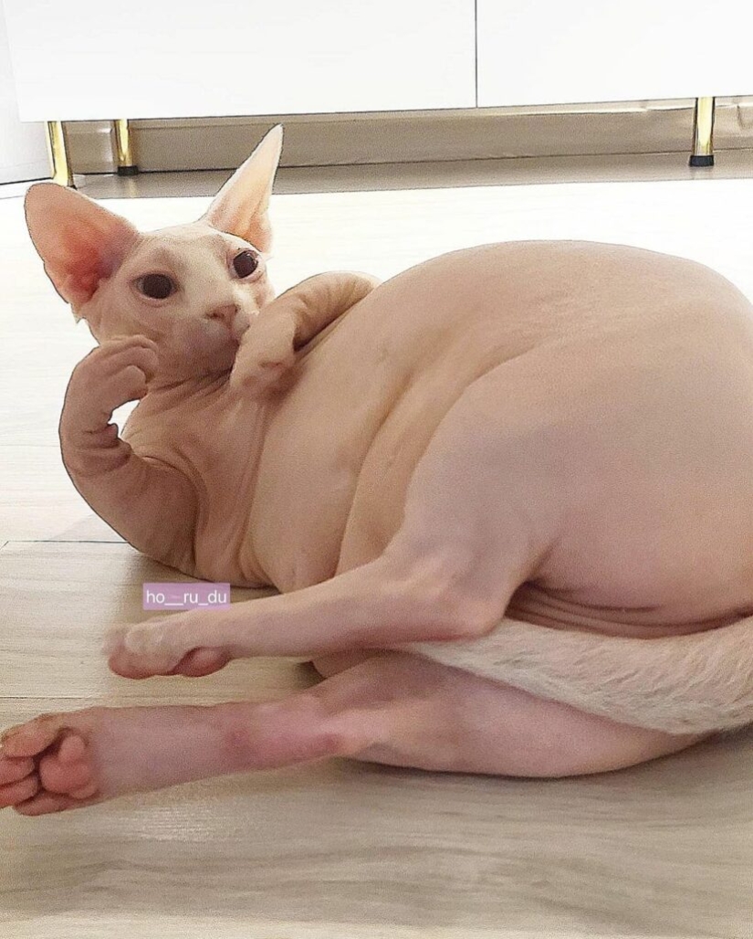 Esfinge gorda Zhadu se ha convertido en un favorito de los usuarios de las redes sociales