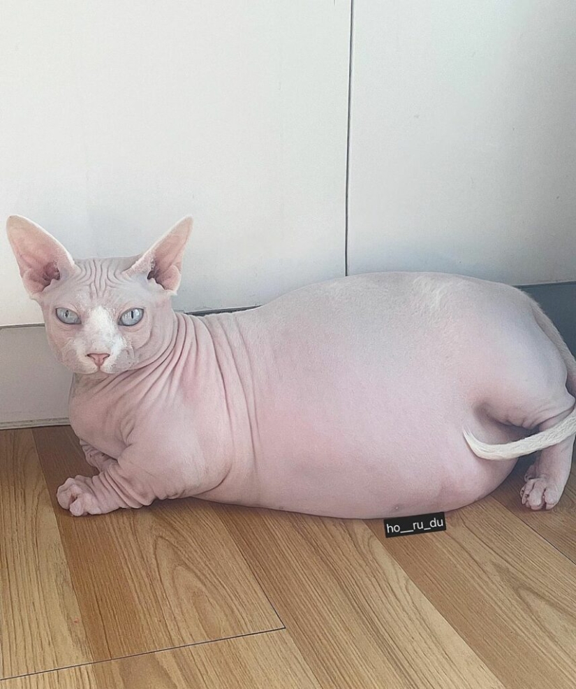 Esfinge gorda Zhadu se ha convertido en un favorito de los usuarios de las redes sociales