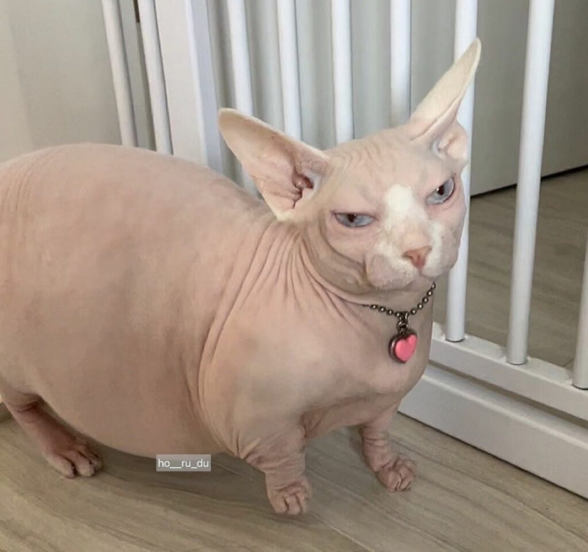 Esfinge gorda Zhadu se ha convertido en un favorito de los usuarios de las redes sociales