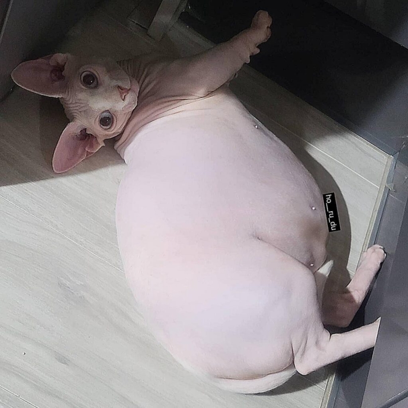 Esfinge gorda Zhadu se ha convertido en un favorito de los usuarios de las redes sociales