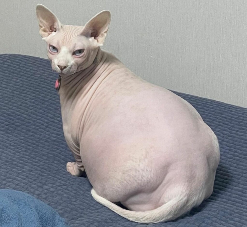 Esfinge gorda Zhadu se ha convertido en un favorito de los usuarios de las redes sociales