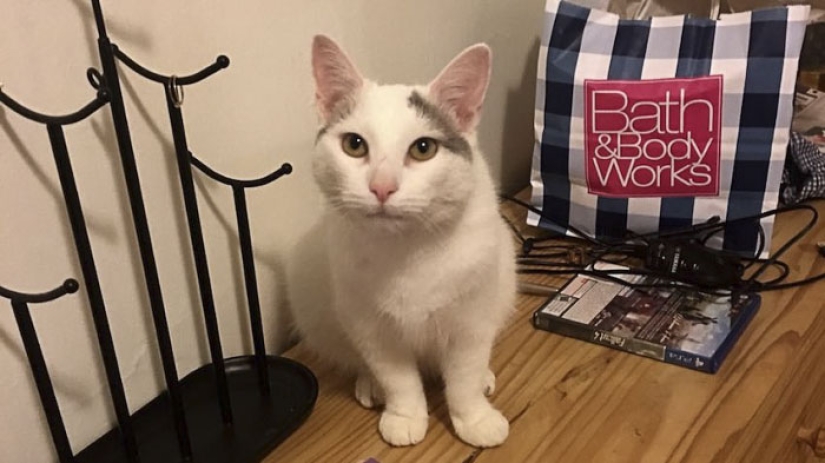 Este gato ninja se esconde en un lugar nuevo todos los días, y no es tan fácil encontrarla Este gato ninja se esconde en un lugar nuevo todos los días, y no es tan fácil encontrarla