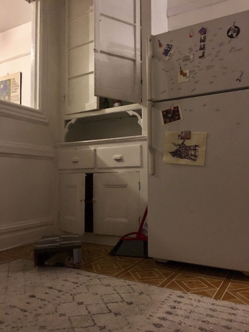 Este gato ninja se esconde en un lugar nuevo todos los días, y no es tan fácil encontrarla Este gato ninja se esconde en un lugar nuevo todos los días, y no es tan fácil encontrarla