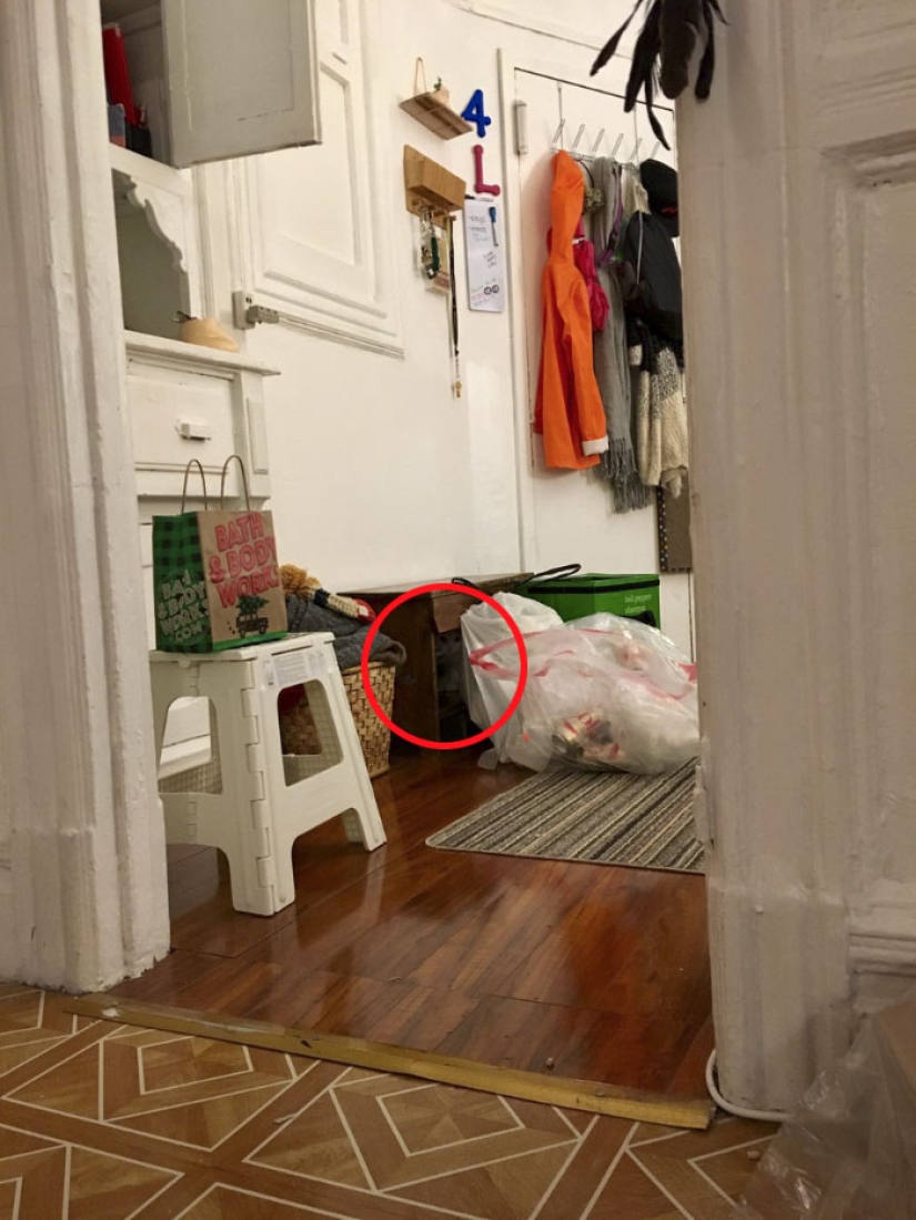 Este gato ninja se esconde en un lugar nuevo todos los días, y no es tan fácil encontrarla Este gato ninja se esconde en un lugar nuevo todos los días, y no es tan fácil encontrarla