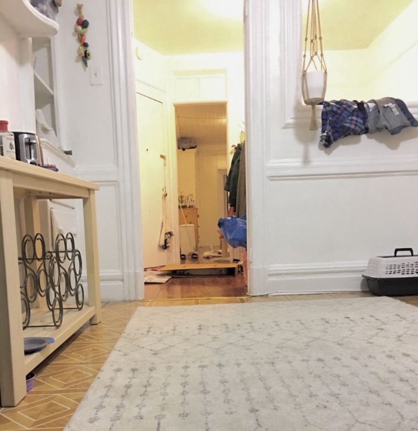 Este gato ninja se esconde en un lugar nuevo todos los días, y no es tan fácil encontrarla Este gato ninja se esconde en un lugar nuevo todos los días, y no es tan fácil encontrarla