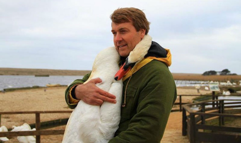 Este hermoso cisne abrazó a un hombre en agradecimiento por el rescate