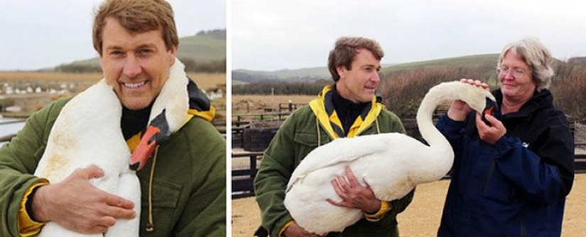Este hermoso cisne abrazó a un hombre en agradecimiento por el rescate