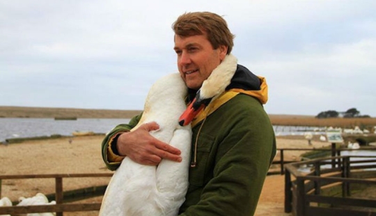 Este hermoso cisne abrazó a un hombre en agradecimiento por el rescate