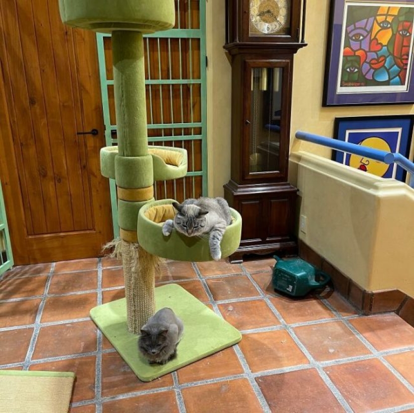 Este hombre diseñó el hogar perfecto para sus gatos