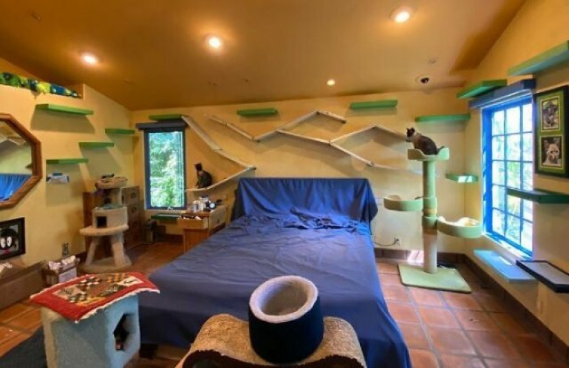 Este hombre diseñó el hogar perfecto para sus gatos