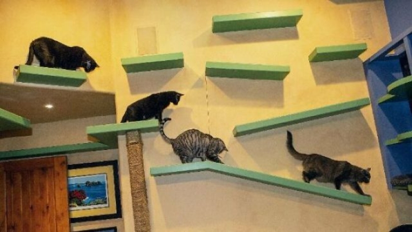 Este hombre diseñó el hogar perfecto para sus gatos