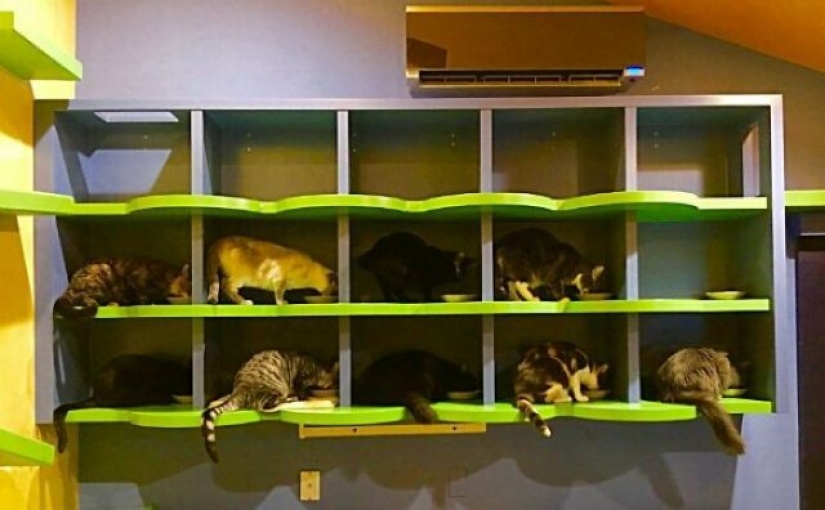 Este hombre diseñó el hogar perfecto para sus gatos
